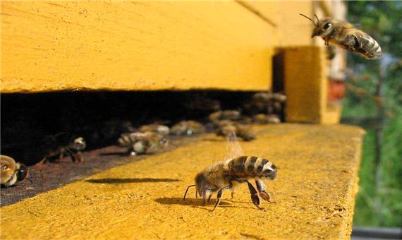 زنبورداران آذربایجان غربی افت دما را جدی بگیرند