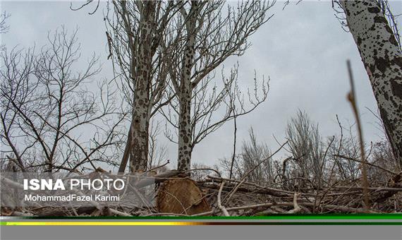 تمامی درختان قطع شده سه راهی 29 بهمن تبریز خشک شده بودند