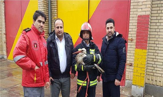 لک لک بیمار توسط آتش نشانان مهاباد نجات یافت