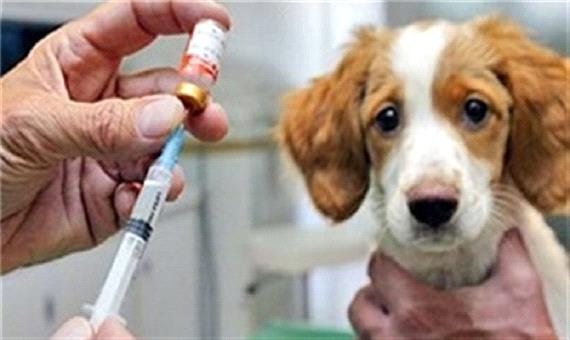734 قلاده سگ در بوکان علیه بیماری هاری واکسینه شدند