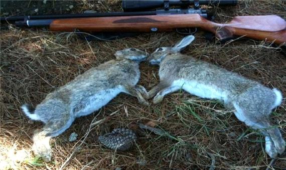 2 شکارچی متخلف خرگوش در بوکان دستگیر شدند