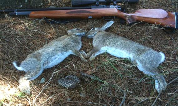 شکارچیان خرگوش در مراکان خوی دستگیر شدند