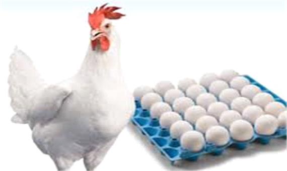 65 درصد تخم مرغ مصرفی آذربایجان غربی وارداتی است