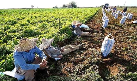 پنج هزار طرح اشتغالزای کشاورزی در اردبیل تسهیلات گرفتند