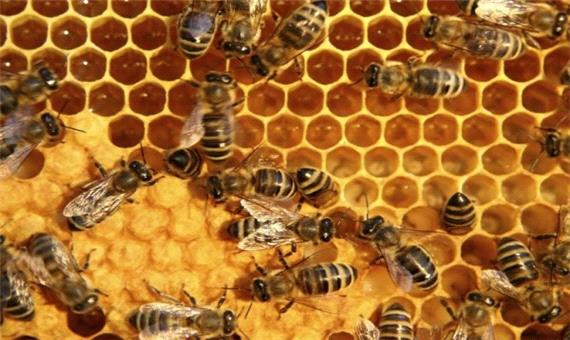 22 هزارتن عسل در آذربایجان غربی تولید می شود