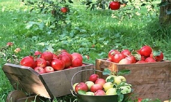 کمبود سیب در ارومیه/باغداران از عرضه سیب تولیدی خودداری می کنند