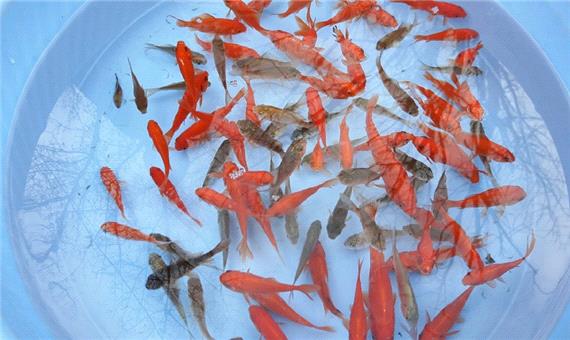 عرضه ماهی های قرمز نویدبخش نوروز
