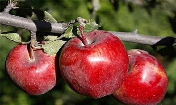 آذربایجان غربی سیب شب عید 9 استان کشور را تامین می کند