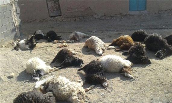 20 راس گوسفند بر اثر ریزش سقف دامداری در شاهین دژ تلف شدند
