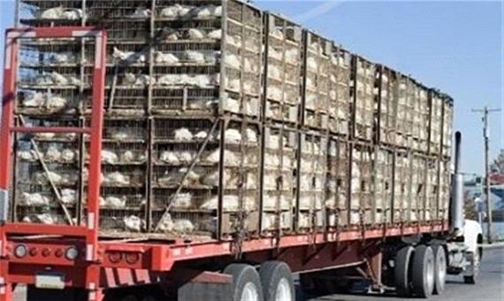 3400 قطعه مرغ زنده قاچاق در میاندوآب کشف شد