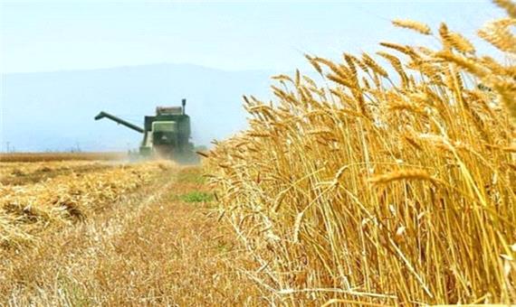 تولید گندم استان اردبیل به بیش از 500 هزار تن می رسد