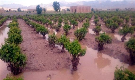 روی دیگر سکه بارش ها در بخش کشاورزی آذربایجان شرقی