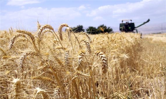 پیش بینی تولید 950 هزار تن گندم استان در سال زراعی جاری