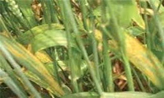 مدیر زراعت جهاد کشاورزی اردبیل: کشاورزان مراقب بیماری های گندم باشند