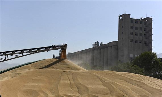 450 هزار تن گندم از کشاورزان استان اردبیل خریداری می شود