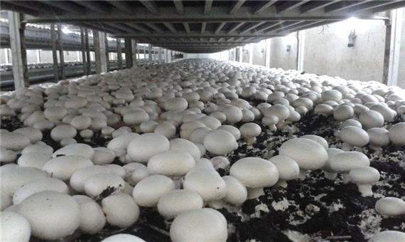 54 درصد قارچ آذربایجان شرقی در واحدهای کوچک تولید می شود