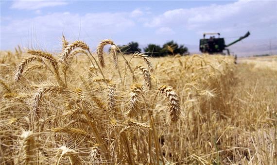 سیل موجب کمبود گندم در کشور نخواهد شد