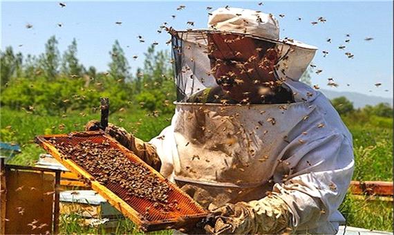 1467 تٌن شکر بین زنبورداران خوی توزیع می شود