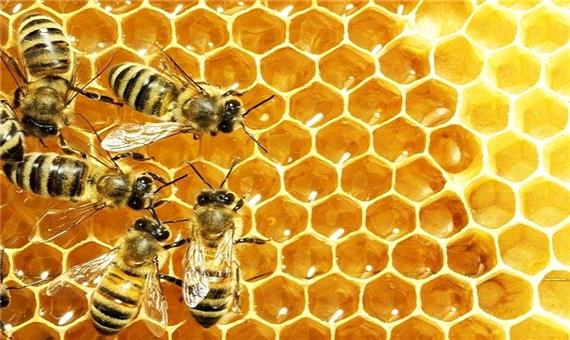 زنبورداران آذربایجان غربی در برابر افت دما دست بکار شوند