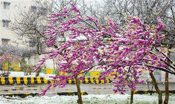 برف و سرمای بهاری مردم آذربایجان غربی را غافلگیر کرد