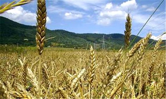 پیش بینی برداشت 750 هزار تن گندم از مزارع آذربایجان غربی