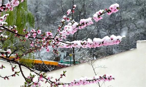 خسارت برف به باغ های آذربایجان غربی 90 درصد تخمین زده می شود