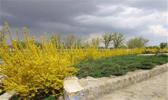 فضای شهر ارومیه با درختچه های یاس زرد و به ژاپنی عطر آگین شده است - پرتال شهرداری ارومیه