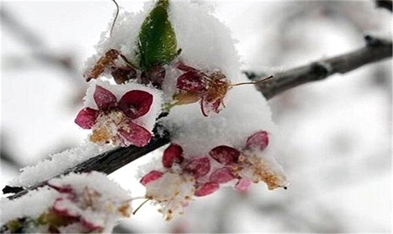 90 درصد باغات میوه آذربایجان غربی دچار سرمازدگی شدند
