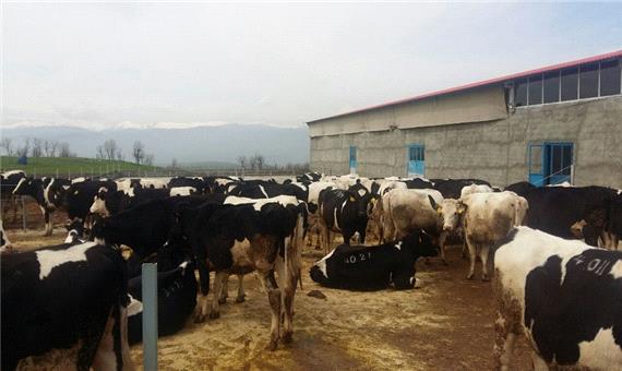 یک واحد پرورش گاو شیری در سردشت به بهره برداری رسید