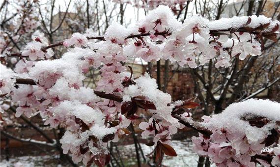 سرما خسارات زیادی به باغداران استان اردبیل تحمیل کرد