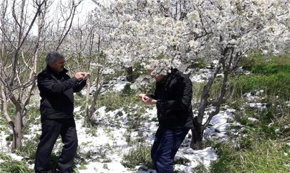 مدیرجهاد:برف و سرما 130 میلیاردتومان به باغات میانه خسارت زد