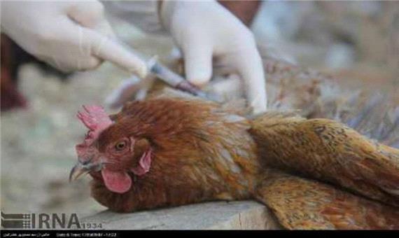 معاون دامپزشکی آذربایجان شرقی: مرغداران طیور را واکسینه کنند