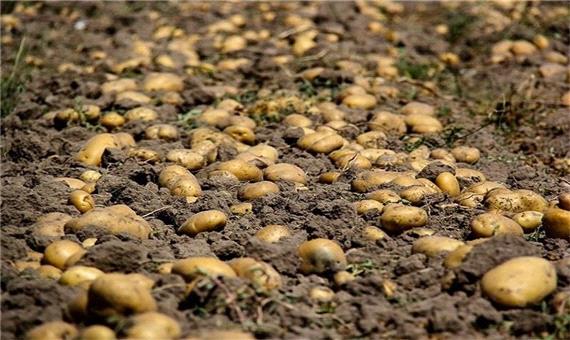 650 هکتار زمین کشاورزی در چالدران زیر کشت سیب زمینی رفت