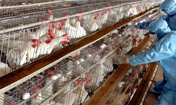 مشاهده بیماری آنفلوانزای فوق حاد پرندگان در شهرستان کلیبر/ مرغداران برای واکسیناسیون طیور اقدام کنند