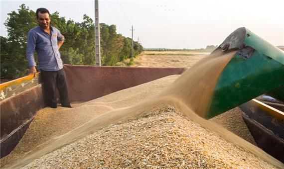 فرماندارپارس آباد: کشاورزان از برداشت زود هنگام گندم خودداری کنند