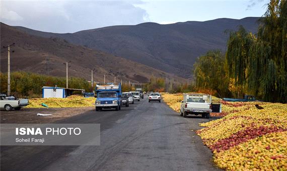انباشت سیب در کنار جاده های آذربایجان غربی ممنوع شد