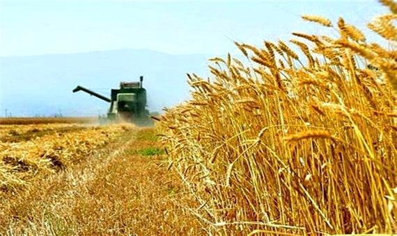پیش بینی برداشت 14.5 میلیون تن گندم از مزارع کشور