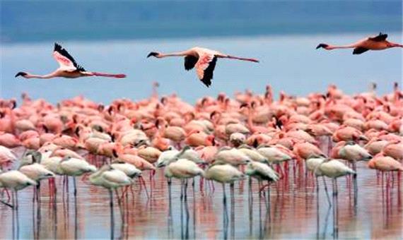 شمار فلامینگو های دریاچه ارومیه به 45000 بال می رسد