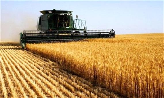 امسال 800 هزارتن گندم در آذربایجان غربی برداشت می شود