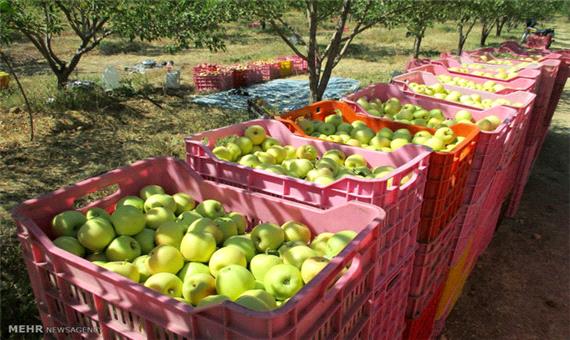 تولید1.2میلیون تن سیب درآذربایجان غربی/ضرورت ساماندهی مراکز خرید