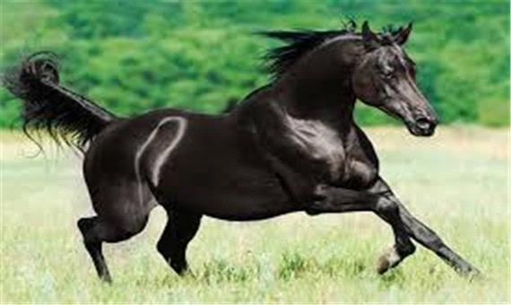 اولین جشنواره کشوری زیبایی اسب کرد برگزار می‌شود