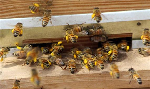 2300 تُن شکر یارانه ای بین زنبورداران خوی توزیع شد