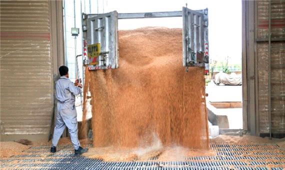 7 مرکز خرید گندم در مهاباد راه اندازی شد