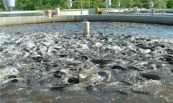 پیش بینی تولید  7 میلیون قطعه انواع کپور ماهیان در مرکز شهید کاظمی پلدشت