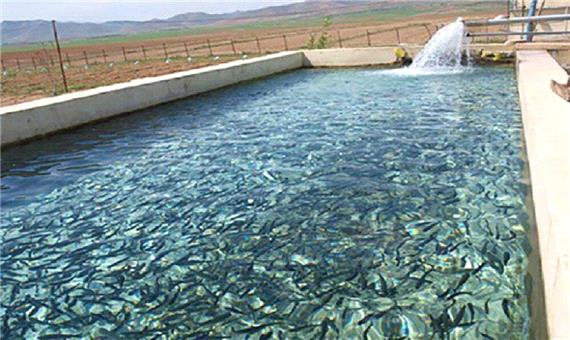 تکثیر ماهیان در پلدشت برای رهاسازی در سدهای آذربایجان غربی