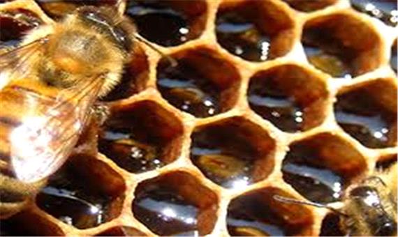 تعیین و تدوین استاندارد برای فرآورده‌های زنبور عسل