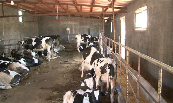 طرح پرورش گاو شیری در شهرستان هریس به بهره برداری رسید