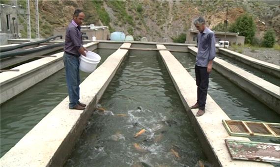 تولید آبزیان در استان اردبیل افزایش یافت