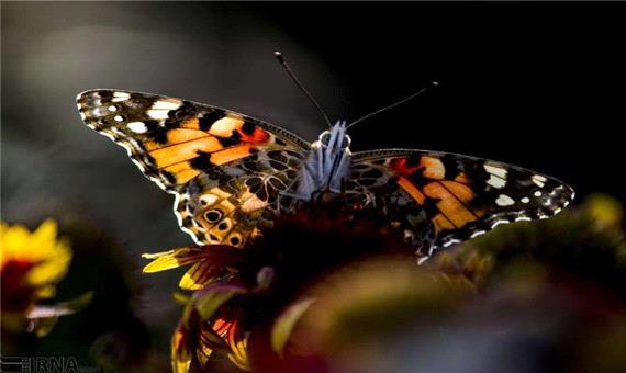 علت افزایش جمعیت پروانه ها در ارومیه مشخص شد