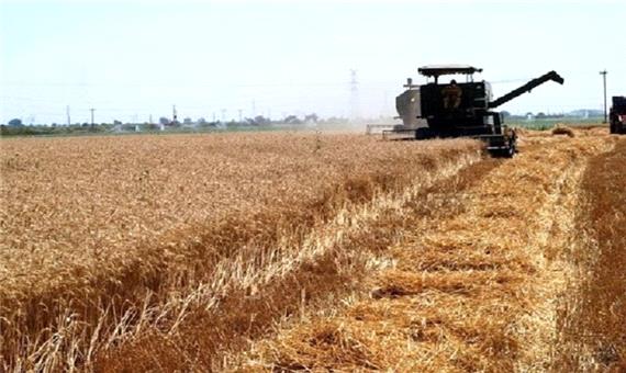 برداشت گندم در آذربایجان غربی آغاز شد